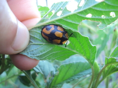 Botanochara angulata