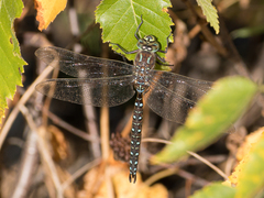 Aeshna juncea
