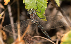 Aeshna juncea