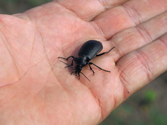 Calosoma maderae