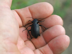 Calosoma maderae