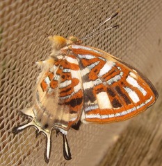 Sarota chrysus