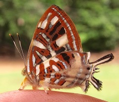 Sarota chrysus