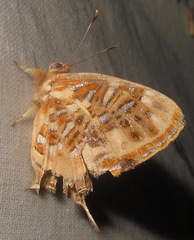 Sarota chrysus