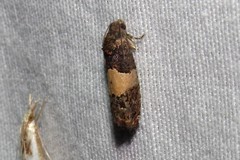 Epiblema tripartitana