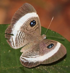 Semomesia croesus