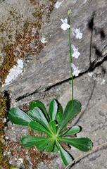 Anarrhinum laxiflorum