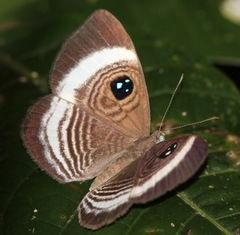 Semomesia croesus