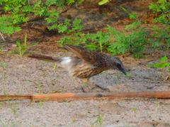 Turdoides hartlaubii