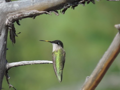 Leucolia violiceps