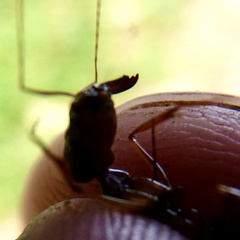 Odontomachus