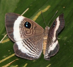 Semomesia croesus