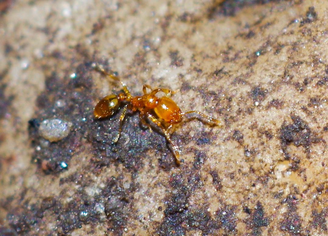 Carebara