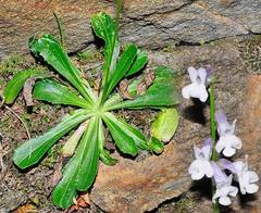 Anarrhinum laxiflorum
