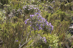 Psoralea congesta