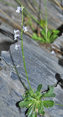 Anarrhinum laxiflorum