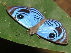 Semomesia croesus
