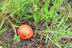 Eugenia albanensis