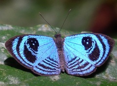 Semomesia capanea