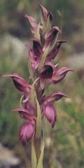 Anacamptis sancta