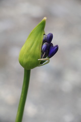Agapanthus campanulatus