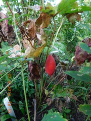 Podophyllum hexandrum