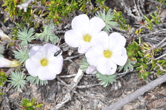 Oxalis adenophylla