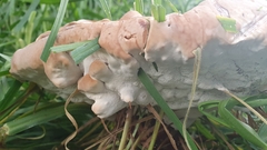 Ganoderma austroafricanum