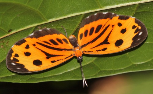 Stalachtis calliope (Butterflies Brazil) · iNaturalist