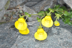 Calceolaria tenella