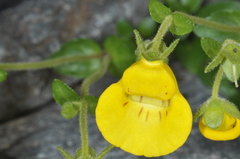 Calceolaria tenella