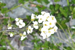 Draba gilliesii