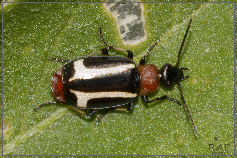 Lebia securigera