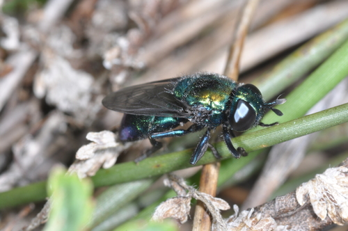 Microdon violaceus