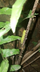 Callopistria floridensis