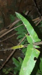 Callopistria floridensis