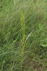 Habenaria pseudociliosa