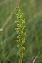 Habenaria pseudociliosa