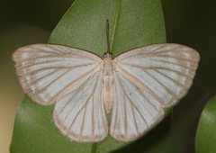 Zelotaea phasma
