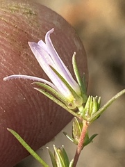 Wahlenbergia subulata