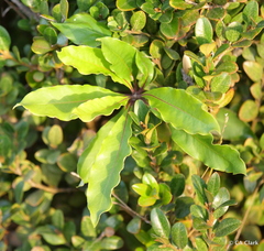 Pittosporum eugenioides