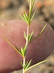 Wahlenbergia subulata