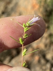 Wahlenbergia subulata