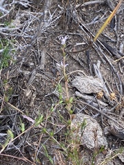 Wahlenbergia subulata