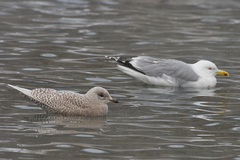 Larus glaucoides