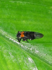 Teletusa