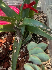 Sceloporus grammicus microlepidotus