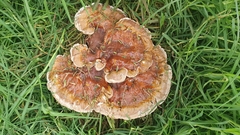 Ganoderma austroafricanum