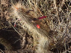 Cleistocactus baumannii