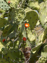 Opuntia quimilo